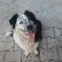 Border Collie, Köpek  Mia fotoğrafı