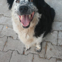 Border Collie, Köpek  Mia fotoğrafı