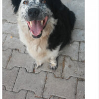 Border Collie, Köpek  Mia fotoğrafı