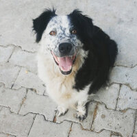 Border Collie, Köpek  Mia fotoğrafı