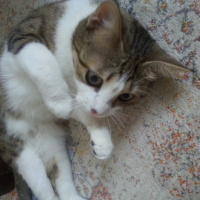Tekir Kedi, Kedi  Özgür fotoğrafı