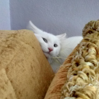 Van Kedisi, Kedi  Sütlaç fotoğrafı