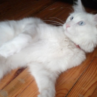 Van Kedisi, Kedi  Sütlaç fotoğrafı