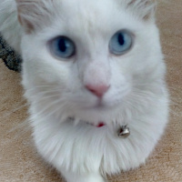 Van Kedisi, Kedi  Sütlaç fotoğrafı