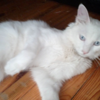 Van Kedisi, Kedi  Sütlaç fotoğrafı