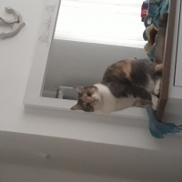 Tekir Kedi, Kedi  Daisy fotoğrafı
