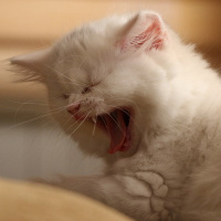 Scottish Fold, Kedi  minik fotoğrafı