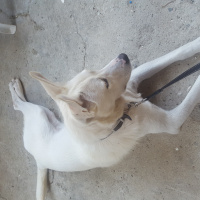Sibirya Kurdu (Husky), Köpek  Maylo fotoğrafı