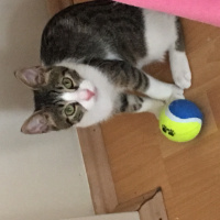 Tekir Kedi, Kedi  Umut fotoğrafı