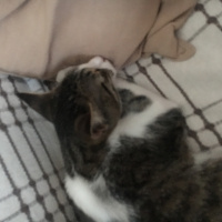 Tekir Kedi, Kedi  Umut fotoğrafı