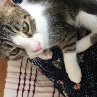 Tekir Kedi, Kedi  Umut fotoğrafı