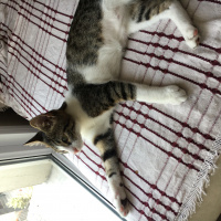 Tekir Kedi, Kedi  Umut fotoğrafı