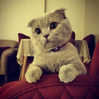 Scottish Fold, Kedi  Minnoş fotoğrafı