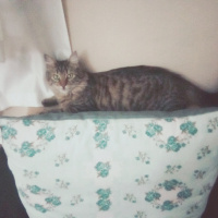 Tekir Kedi, Kedi  Pıtırcık fotoğrafı