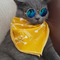 British Shorthair, Kedi  Cesur fotoğrafı
