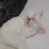 Van Kedisi, Kedi  Paşa fotoğrafı