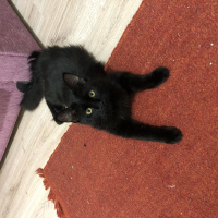 Bombay, Kedi  Pablo Escobar fotoğrafı