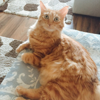 Maine Coon, Kedi  Frida fotoğrafı