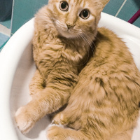 Maine Coon, Kedi  Frida fotoğrafı
