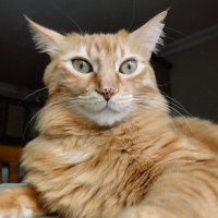 Maine Coon, Kedi  Frida fotoğrafı