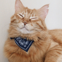 Maine Coon, Kedi  Frida fotoğrafı