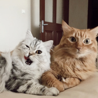 Maine Coon, Kedi  Frida fotoğrafı