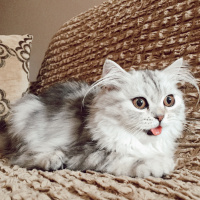 Chinchilla, Kedi  Bihter fotoğrafı
