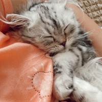 Chinchilla, Kedi  Bihter fotoğrafı