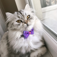 Chinchilla, Kedi  Bihter fotoğrafı
