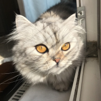 Chinchilla, Kedi  Bihter fotoğrafı