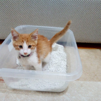 Tekir Kedi, Kedi  CAFER fotoğrafı