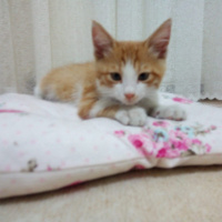 Tekir Kedi, Kedi  CAFER fotoğrafı