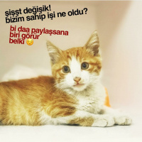 Tekir Kedi, Kedi  CAFER fotoğrafı