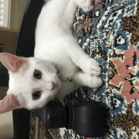 Ankara Kedisi, Kedi  Pamuk ömürlük yuva arıyor fotoğrafı