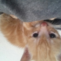 Sarman, Kedi  Limon fotoğrafı