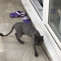 British Shorthair, Kedi  Şirin fotoğrafı