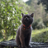 British Shorthair, Kedi  Luna fotoğrafı