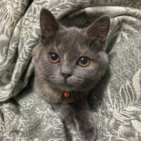 British Shorthair, Kedi  Luna fotoğrafı