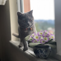 British Shorthair, Kedi  Luna fotoğrafı