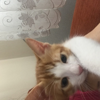 Tekir Kedi, Kedi  Cesur fotoğrafı