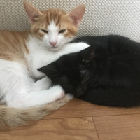 Tekir Kedi, Kedi  Cesur fotoğrafı