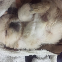 Pekingese, Köpek  Ayaz fotoğrafı