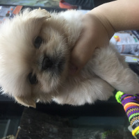 Pekingese, Köpek  Ayaz fotoğrafı