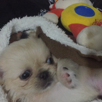Pekingese, Köpek  Ayaz fotoğrafı