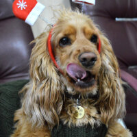 Amerikan Cocker Spaniel, Köpek  Bihter fotoğrafı