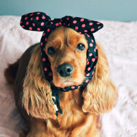 Amerikan Cocker Spaniel, Köpek  Bihter fotoğrafı