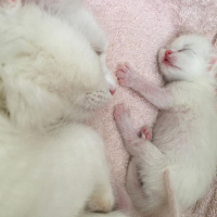 Ankara Kedisi, Kedi  Zin fotoğrafı