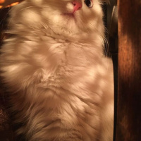Ankara Kedisi, Kedi  Zin fotoğrafı