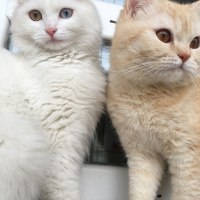 Ankara Kedisi, Kedi  Zin fotoğrafı