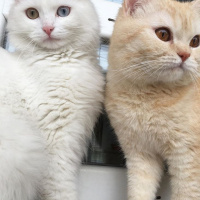 British Shorthair, Kedi  Sida fotoğrafı